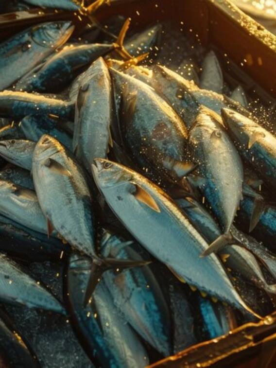 कैसे मछली पालन से कमा सकते हैं आप मोटा पैसा?