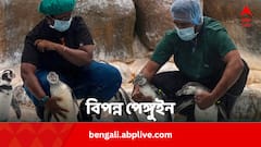 ‘মিষ্টি’ দেখতে পেঙ্গুইনরাও আজ বিপন্ন, অন্য প্রাণীদের তুলনায় কেন এদের বেশি দরকার ?