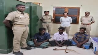 தென்காசி: நாட்டு வெடிகுண்டு வைத்து காட்டுப்பன்றியை வேட்டையாடிய 3 பேர் மீது நடவடிக்கை..!