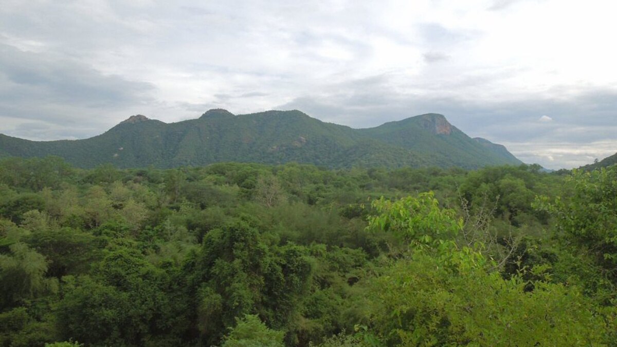 Jawadhu Hills: மன நிம்மதியை தேடி ஒரு பயணம்; ஜவ்வாதுமலையில் ஒருநாள்..!