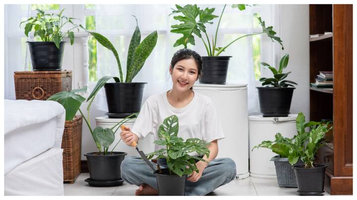 पर्याप्त रोशनी: पौधों को बढ़ने के लिए रोशनी की जरूरत होती है. उन्हें ऐसी जगह रखें जहां पर्याप्त सूरज की रोशनी मिले.
