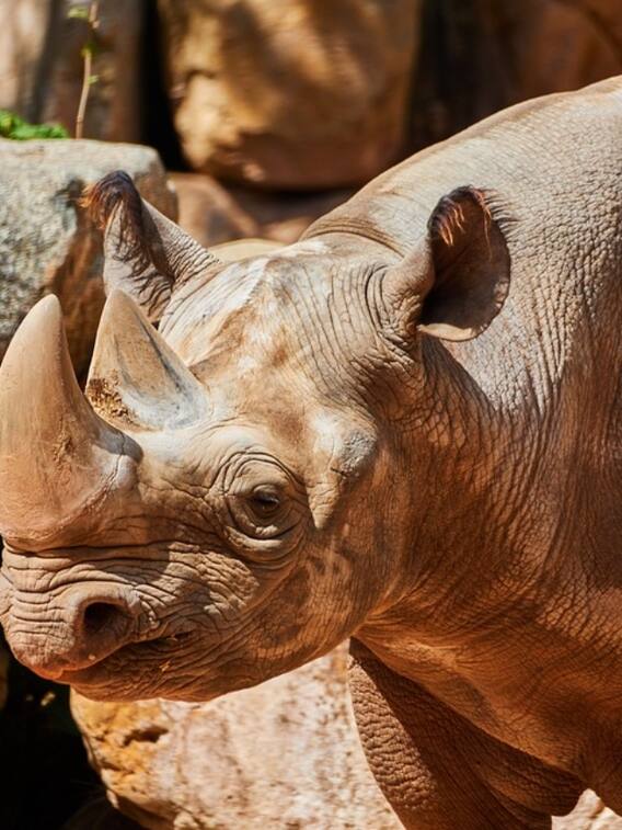 गैंडे का एक सींग कितने रुपये में बिकता है
