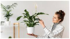 पौधे की ग्रोथ अचानक रुक गई है? अपनाएं ये तरीके, बढ़ेंगे दोगुनी तेजी से