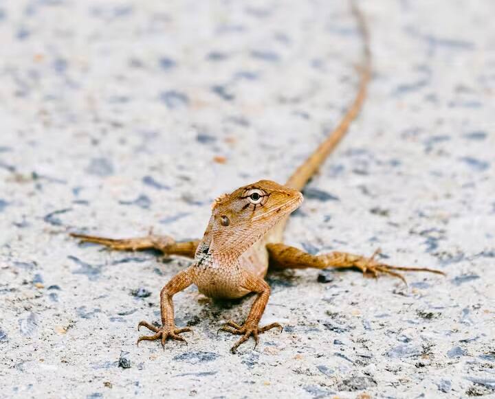 આવી સ્થિતિમાં, શું તમે ક્યારેય વિચાર્યું છે કે તેની પાછળનું સત્ય શું છે, શું ખરેખર લોકો તેને પીવાથી મરી શકે છે?