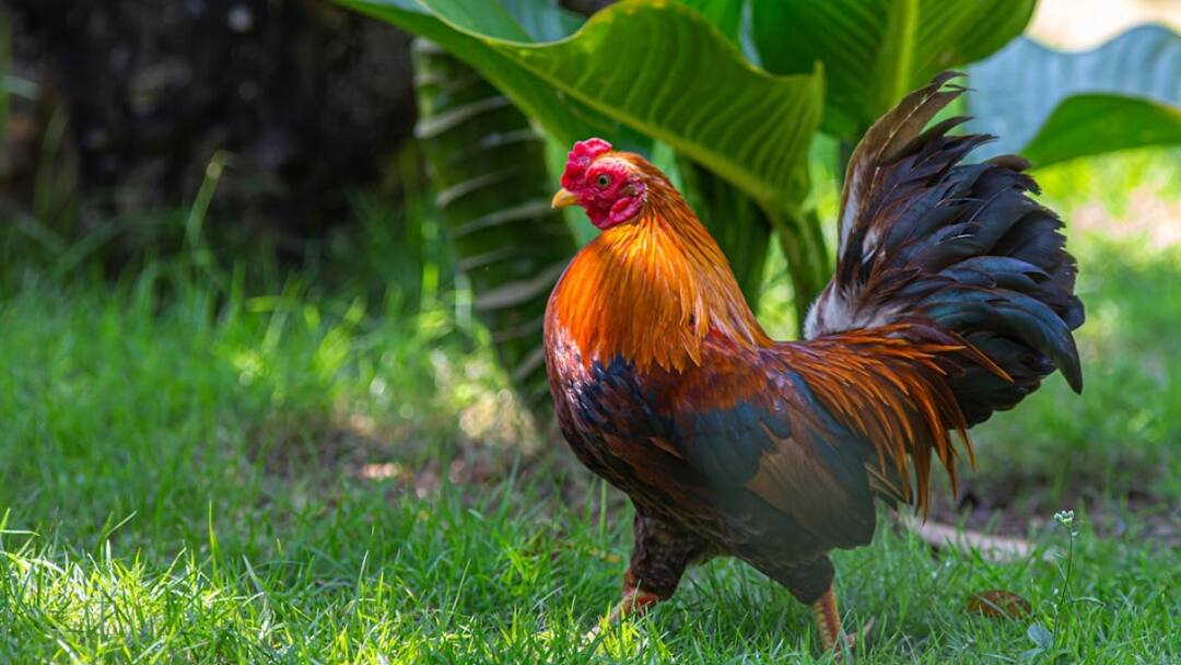Colors on this Animals Face Change: क्या आप जानते हैं मुर्गे का रंग भी बदलता है, जानिए कभी होता है ऐसा? The colors on this animals face change according to emotions know the reason behind this Colors on this Animals Face Change: क्या आप जानते हैं मुर्गे का रंग भी बदलता है, जानिए कभी होता है ऐसा?