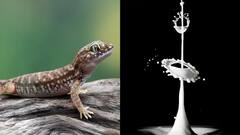 Lizard GK: શું દૂધમાં ગરોળીના પડવાથી દૂધ ઝેરી બની જાય છે ? જાણો શું છે સાચું