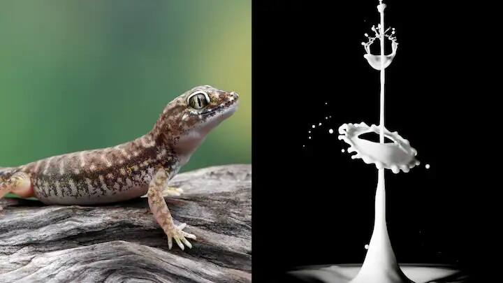 Lizard General Knowledge: ભારતીય સમાજમાં એવી માન્યતા છે કે જો ગરોળી દૂધમાં પડી જાય તો તેને ના પીવી જોઈએ. કહેવાય છે કે ગરોળી પડવાથી દૂધ ઝેરી બની જાય છે. જાણો આને લઇને શું છે સત્ય.