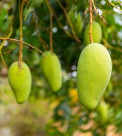 Mango: जल्दी खराब होने लगते हैं आम, तो इस तरह स्टोर करके रखें लंबे समय तक फ्रेश