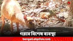 প্রবল দাবদাহে কেমন আছে পশুপাখিরা? বিশেষ ব্যবস্থা ঝাড়গ্রামের চিড়িয়াখানায়