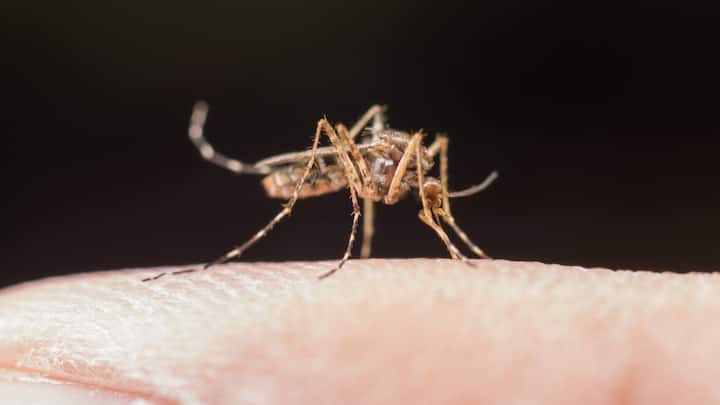 दुनियाभर में मच्छरों से लोग परेशान हैं, वहीं आपको जानकर हैरानी होगी कि एक देश ऐसा भी है जहां एक भी मच्छर नहीं है.