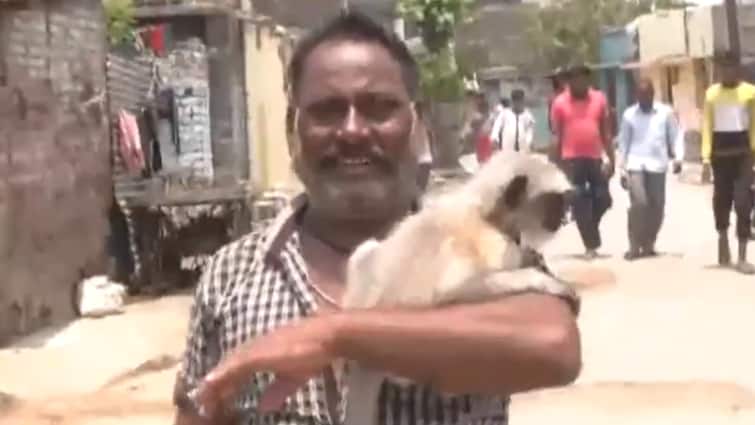 Wardha Man Friendship with Langur Monkey Video Viral Lok Sabha Election 2024 इंसान और लंगूर की दोस्ती कर देगी हैरान, कुत्ते से जान बचाकर बना ये अटूट रिश्ता