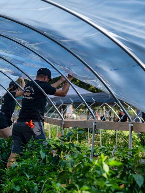 क्या होती है टनल फार्मिंग और कितनी फायदेमंद?