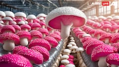 मशरूम की खेती से कैसे लखपति बन सकते हैं किसान? ऐसे करनी होगी शुरुआत