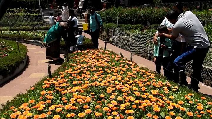 Dindigul news Blooming calendula flowers in Kodaikanal Bryant Park - TNN கொடைக்கானல் பிரையன்ட் பூங்காவில் பூத்துக் குலுங்கும் கேலண்டுல்லா மலர்கள்