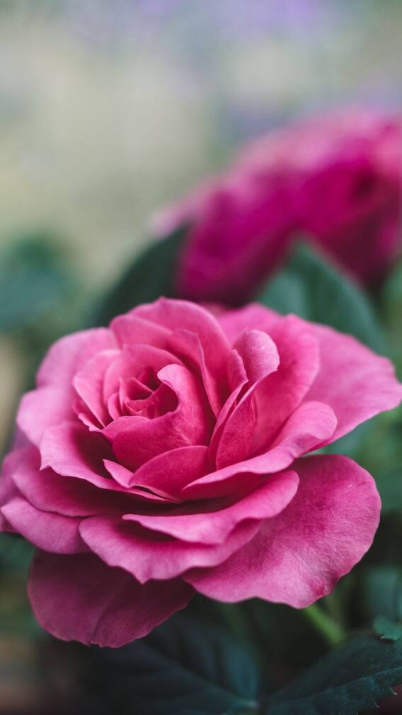 ரோஜா குல்கந்து சாப்பிடுங்க.. வயிற்றில் ஐஸ் வைத்தது போல் இருக்கும்!