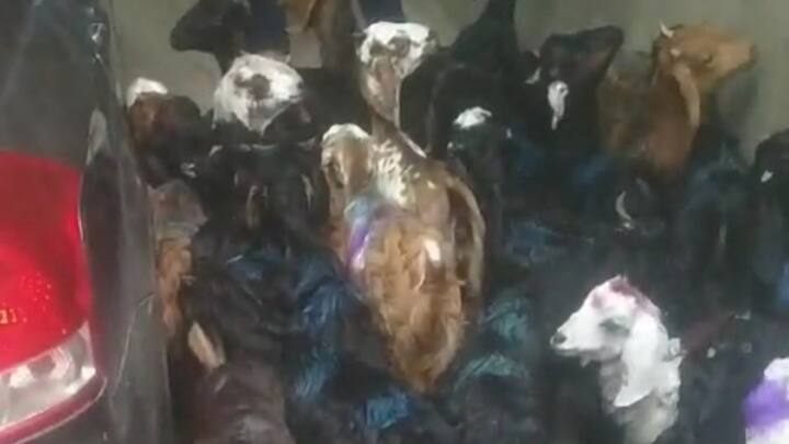 Delhi Police caught  vehicle filled with 31 goats marriage party taste faded ann Delhi News: दिल्ली पुलिस ने 31 बकरों से भरी गाड़ी पकड़ी, पार्टी का जायका हुआ फीका 