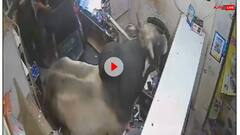 आज मोबाइल तेरा भाई रिपेयर करेगा... फोन की दुकान में कूदकर घुस गया सांड- वीडियो वायरल