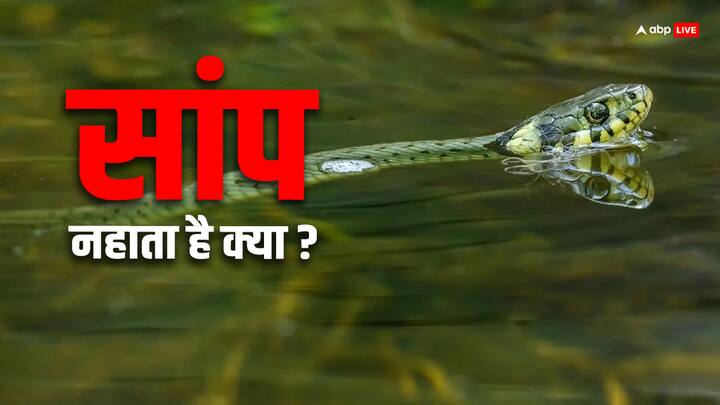 राजधानी दिल्ली समेत दुनिया के कई देशों में भीषण गर्मी पड़ रही है. गर्मी से सिर्फ इंसान ही नहीं जानवर भी परेशान होते हैं. लेकिन सवाल ये है कि क्या गर्मी में सांप नहाते हैं? क्या है सच.
