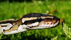 Snake take Bath: गर्मी के दिनों में क्या सांप भी नहाता? जानिए ये रोचक तथ्य