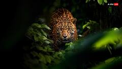 घर के आस-पास नजर आ रहा तेंदुआ तो क्या करें, किससे करें शिकायत तो तुरंत मिलेगी मदद?