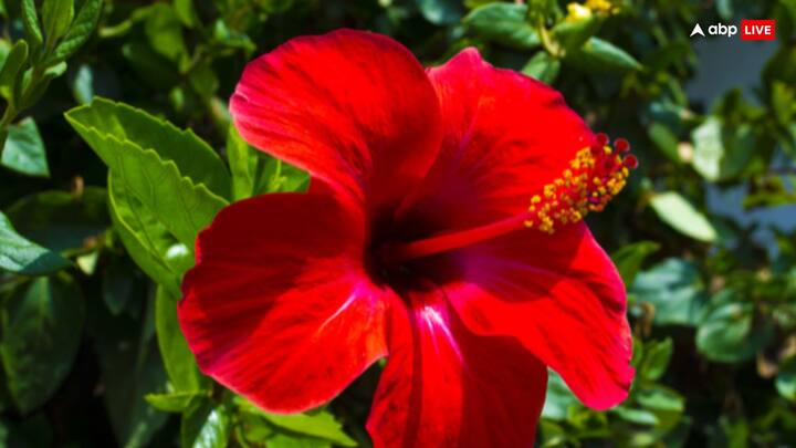 शनि देव को भूल से भी लाल रंग के फूल, लाल रंग का कपड़ा नहीं चढ़ाना चाहिए, क्योंकि ये रंग मंगल का है. शनि और मंगल विरोधी हैं. शनि देव को गेंदे का फूल चढ़ाने से बचना चाहिए. इससे भी वह रुष्ट हो जाते हैं.