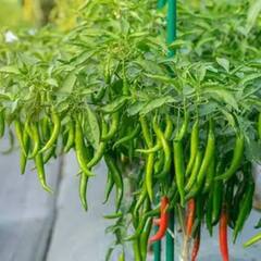 Green Chilli : ਹੀਟ ਸਟ੍ਰੋਕ ਚ ਫਾਇਦੇਮੰਦ ਹੋ ਸਕਦੀ ਹੈ ਹਰੀ ਮਿਰਚ, ਜਾਣੋ ਹੋਰ ਵੀ ਸਿਹਤਕ ਲਾਭ