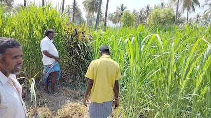 Dharmapuri news Woman dies due to electric shock in pappireddipatti - TNN வயலுக்க பாய்ச்ச  சென்ற பெண் மின்சாரம் தாக்கி உயிரிழப்பு - பாப்பிரெட்டிப்பட்டி அருகே  சோகம்
