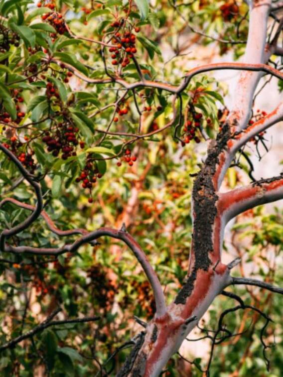 लगाएं इस पेड़ का बाग, कमाएंगे करोड़ों