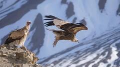 ये दुनिया में सबसे अधिक ऊंचाई पर उड़ने वाला पक्षी, प्लेन से भी ऊपर तक इसकी उड़ान 