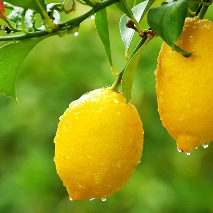 ਜੇਕਰ ਤੁਹਾਨੂੰ ਦਸਤ ਦੀ ਸਮੱਸਿਆ ਹੈ ਤਾਂ ਨਿੰਬੂ ਬਹੁਤ ਫਾਇਦੇਮੰਦ ਹੋ ਸਕਦਾ ਹੈ। ਇਸ 'ਚ ਵਿਟਾਮਿਨ ਸੀ ਅਤੇ ਐਂਟੀ-ਇੰਫਲੇਮੇਟਰੀ ਗੁਣ ਪਾਏ ਜਾਂਦੇ ਹਨ। ਇਸ ਨੂੰ ਪੀਣ ਨਾਲ ਸਰੀਰ ਵੀ ਹਾਈਡ੍ਰੇਟ ਰਹਿੰਦਾ ਹੈ। ਇੱਕ ਨਿੰਬੂ, ਹਲਕਾ ਨਮਕ ਅਤੇ ਪੁਦੀਨਾ ਦੇ ਰਸ ਵਿੱਚ ਮਿਲਾ ਕੇ ਪਾਣੀ ਪੀਣ ਨਾਲ ਬਹੁਤ ਲਾਭ ਮਿਲਦਾ ਹੈ।