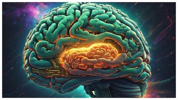 The human brain is getting bigger in size is this good news for dementia patients Brain Size: మనిషి మెదడు పరిమాణం పెరుగుతోందట, ఆ రోగులకు ఇది శుభవార్త? స్టడీలో ఏం తేలింది?