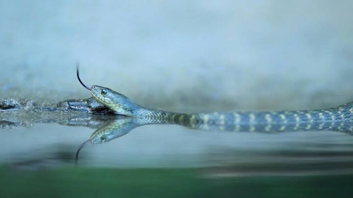 बता दें कि सांपों के जबड़े के निचले हिस्से की त्वचा स्पंज जैसी होती है. जब सांप पानी के ऊपर आता है, तो यह त्वचा पानी को सोख लेती है. जिसके बाद सांप धीरे-धीरे उस पानी को पी जाता है.