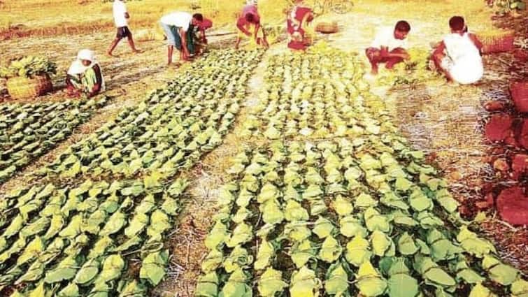 Surguja tendupatta leaf will be purchased at rate of 5500 Rs per standard bag ANN तेंदू पत्ता खरीदारी की तैयारी पूरी, ठेकेदारों में उत्साह, जानें प्रति मानक बोरा कितना बढ़ा दाम?