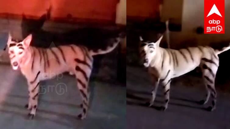 Puducherry Dog Disguised as Tiger Roaming Public Panic TNN தமிழகத்தில் சிறுத்தை...புதுச்சேரியில் புலி வேடமிட்ட நாய் - பீதியில் பொதுமக்கள்