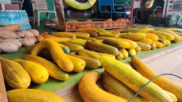 Kanajore for sale of nutritious cucumber in Kumbakonam, Tanjore district கும்பகோணத்தில் சத்துக்கள் நிறைந்த வெள்ளரிப்பழத்தின் விற்பனை கனஜோர்