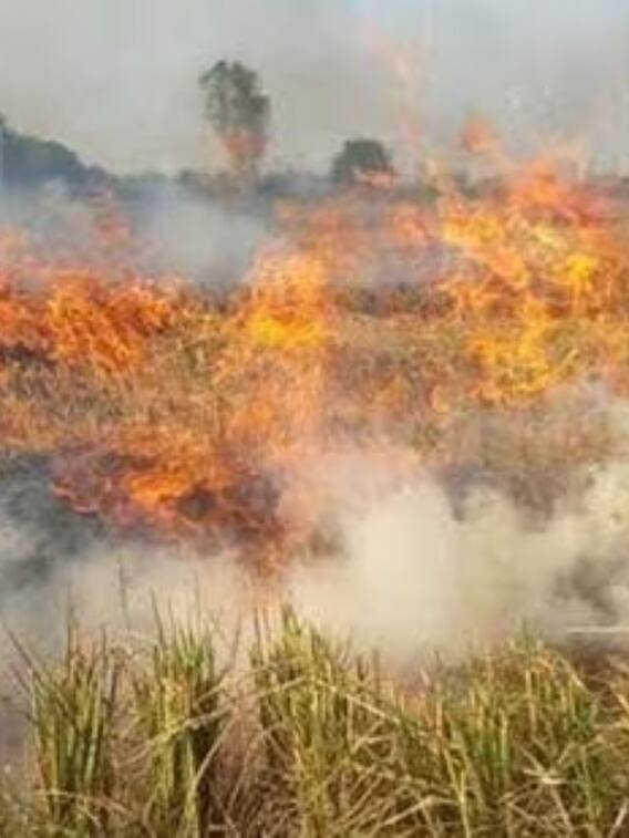 फसल में लग जाए आग तो कैसे मिलेगा मुआवजा?