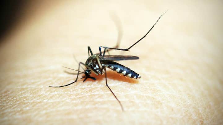 मच्छरों से लगभग हर व्यक्ति परेशान होता है, पानी में प्रजनन करने वाले मच्छर कई बीमारियों का कारण भी बन जाते हैं, लेकिन क्या आप जानते हैं कि इनकी ज़िंदगी कितनी बड़ी होती है.