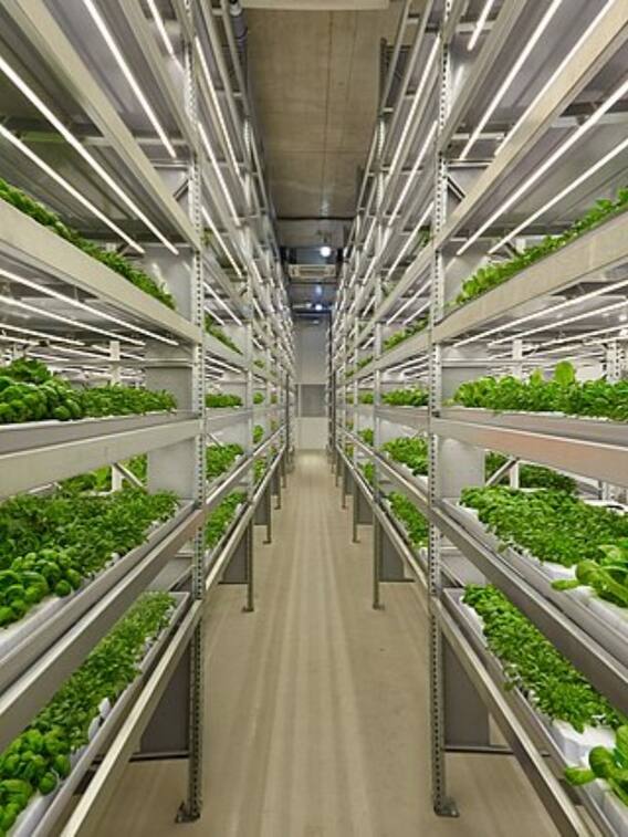 क्या बला है वर्टिकल फार्मिंग और कितनी दमदार