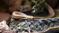 Snake Chase People: सांप क्या सच में लोगों का पीछा करता, एक्सपर्ट ने बताया इसके पीछे का फैक्ट