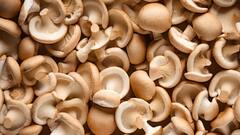 मशरूम की खेती से कैसे लखपति बन सकते हैं किसान? ऐसे करनी होगी शुरुआत