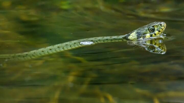 एक्सपर्ट के मुताबिक ये बिल्कुल भी संभव नहीं है. एक रिपोर्ट के मुताबिक कोई भी सांप कभी इंसान की ओर आना नहीं चाहता है. वे इंसानों को शिकार के रूप में नहीं देखते और उन पर हमला करने का उनका कभी इरादा नहीं होता है. एक्सपर्ट के मुताबिक किसी इंसान के ओर सांपों के आने का मतलब उनका पीछा करना बिल्कुल नहीं है.