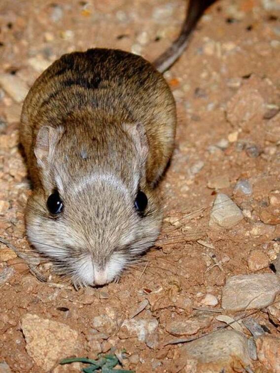 पानी पीने से क्यों मर जाता है यह जानवर?