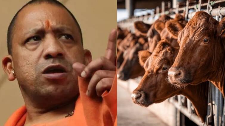 Yogi Adityanath says congress would give people the right to eat beef sparks controversy Beef Controversy: 