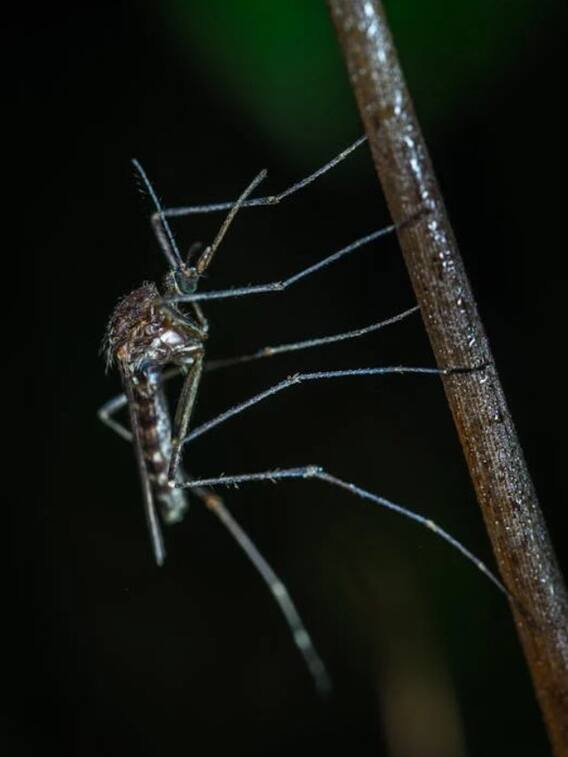 दुनिया में कितने तरह के मच्छर हैं?