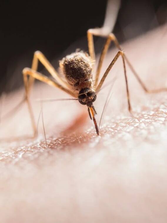 क्या मच्छर दांतों से काटता है?