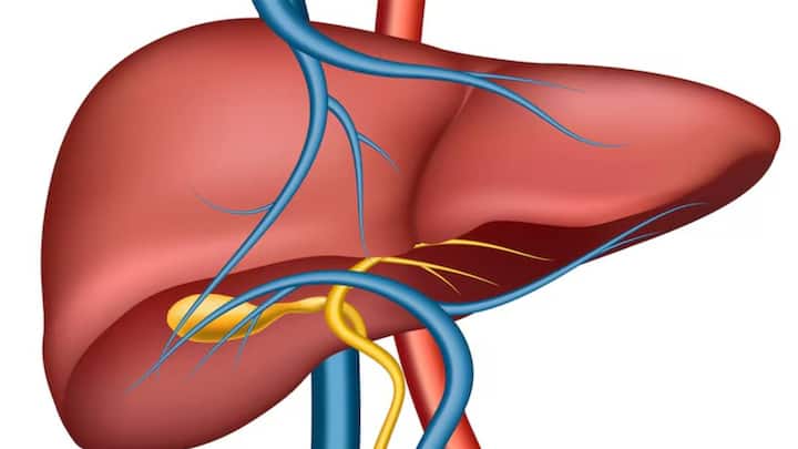लिवर शरीर का सबसे महत्वपूर्ण अंग होता है. खून को फिल्टर करने से लेकर खाना पचाने तक का काम लिवर करता है. इस दौरान वह शरीर की गंदगी निकलाने का काम भी करता है.