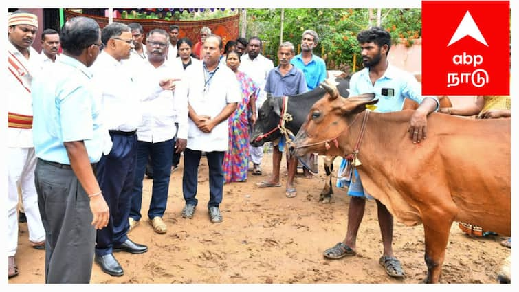 Mayiladuthurai District Collector Mahabharathi has issued a press release on protecting cattle from the summer heat - TNN வெயில் தாக்கத்தில் இருந்து கால்நடைகளை காக்க இதையெல்லாம் செய்யுங்கள் - ஆட்சியரின் அட்வைஸ்