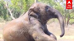 vandalur Zoo : வண்டலூர் ZOO-ல் லயன் சஃபாரி! யானைகளின் ஷவர் குளியல்! முழு விவரம்