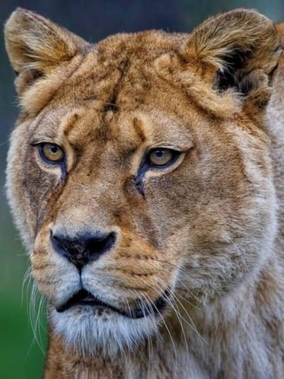 चीता ज्यादा तेज दौड़ता है या शेर