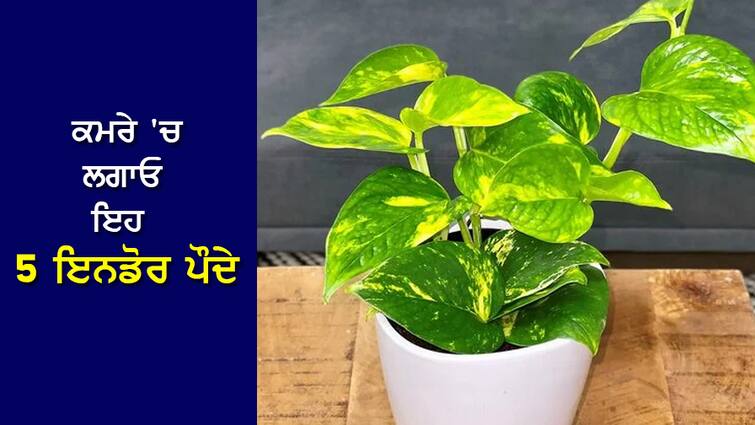 5 Indoor Plants: Plant these 5 indoor plants in the room, health problems will be removed 5 Indoor Plants: ਕਮਰੇ 'ਚ ਲਗਾਓ ਇਹ 5 ਇਨਡੋਰ ਪੌਦੇ,  ਸਿਹਤ ਸਬੰਧੀ ਸਮੱਸਿਆਵਾਂ ਹੋਣਗੀਆਂ ਦੂਰ